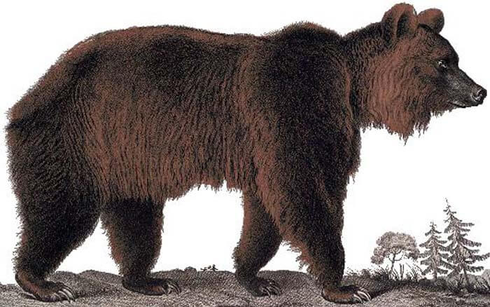 Атласский медведь