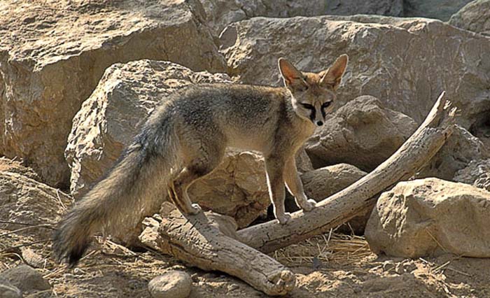 Афганская лисица