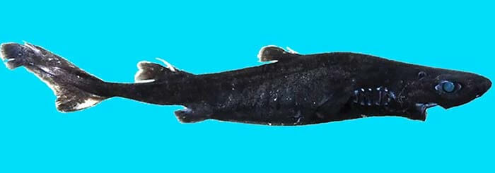 Африканская чёрная акула