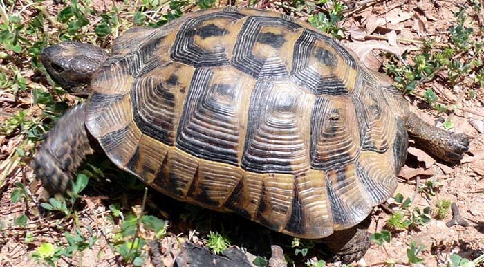 Балканская черепаха