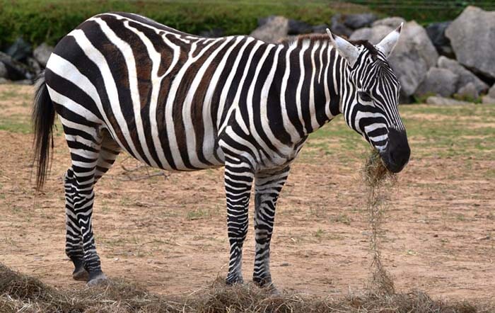 Безгривая зебра