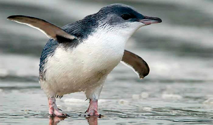 Белокрылый пингвин