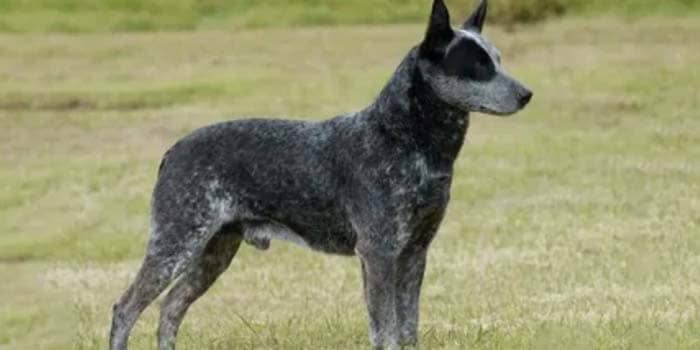 Австралийская короткохвостая пастушья собака