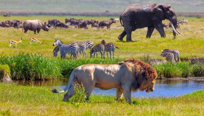 Животные (Animalia)