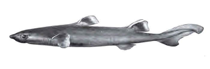 Белопёрая собачья акула