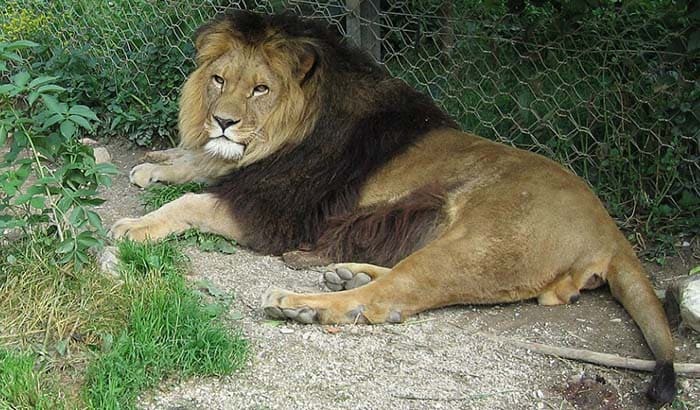 Берберийский лев