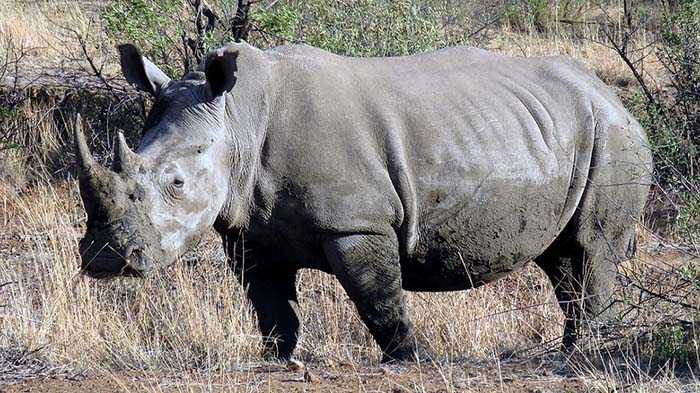 Южный белый носорог / Ceratotherium simum simum