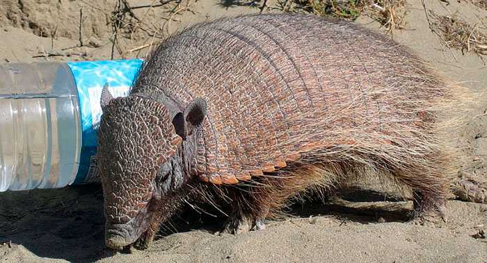 Щетинистый броненосец / Chaetophractus villosus